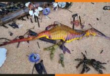 ऑस्ट्रेलिया में समुंद्र के किनारे देखे गए अजीबोगरीब जीव seadragons