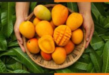 2 साल से लगी निर्यात से हटी पाबंदी, अब बाइडेन चखेंगे भारतीय आम का स्वाद Indian-Mangoes
