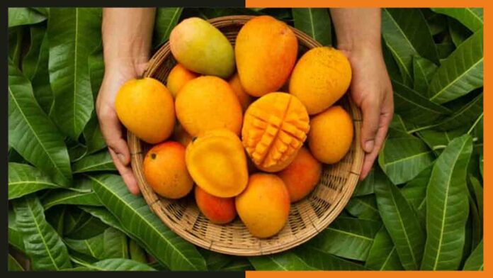 Indian-Mangoes