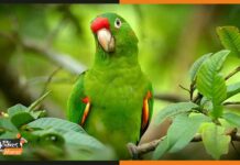 जी का जंजाल बना तोता: 5 दिन से ‘तोता’ तलाश रही पुलिस, जाने कारण parrot