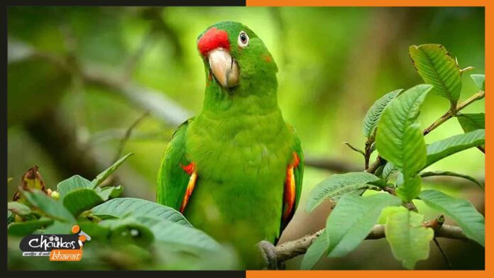parrot