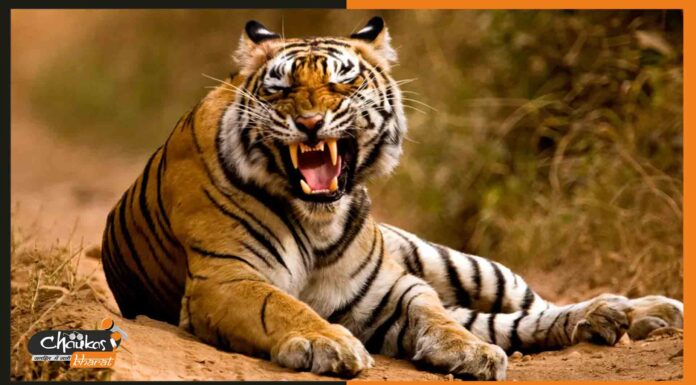 बगीचे में खेल रहे 17 साल के किशोर को बाघ ने किया जख्मी tiger