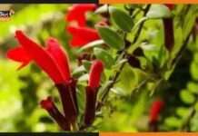 सदियों बाद भारत में खिला लिपस्टिक वाला फूल, देख के लोग हैरान Indian lipstick plant