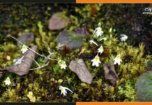 उत्तराखंड वन विभाग ने खोजा दुर्लभ मांसाहारी पौधा, खाने में खाता है मच्छर Utricularia furcellata