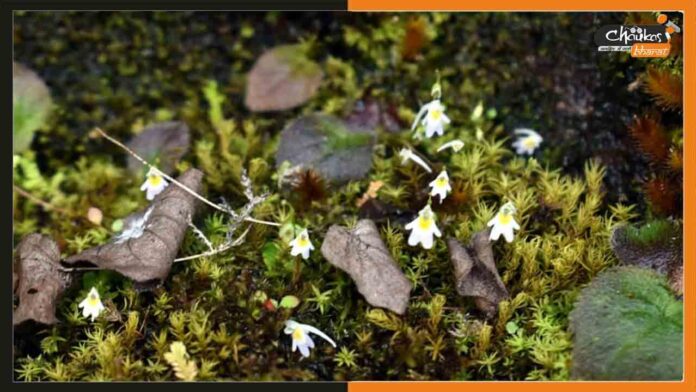 Utricularia furcellata