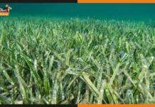 World’s Largest Plant: मिला दुनिया का सबसे बड़ा पौधा, 20 हज़ार फुटबॉल ग्राउंड भी इसके सामने हैं छोटे World Largest Plant