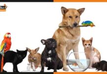 Anocovax: जानवरों के लिए कोरोना की पहली वैक्सीन हुई लॉन्च animals