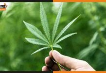 जानें कौन बना पहला एशियाई देश जहाँ गांजा हुआ लीगल bhang