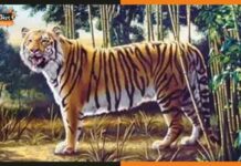 भ्रम पैदा कर रहा है यह फोटो, क्या आप इस फोटो में छुपा हुआ टाइगर खोज सकते हैं? tiger