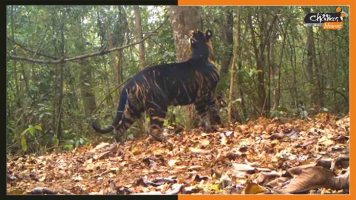 Black-Tiger