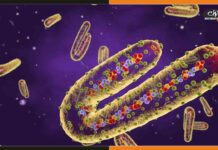 घाना में मिले मारबर्ग वायरस ने बढ़ाई दुनिया की टेंशन, जानें इसके लक्षण और इलाज के बारे में Marburg-Virus