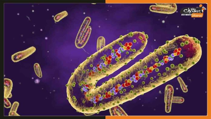 Marburg-Virus Marburg-Virus