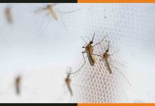 डेंगू और चिकनगुनिया मच्छरों के स्ट्रेन को नियंत्रित करने के लिए ICMR-VCRC ने विकसित किये मच्छर mosquitoes-Prepared