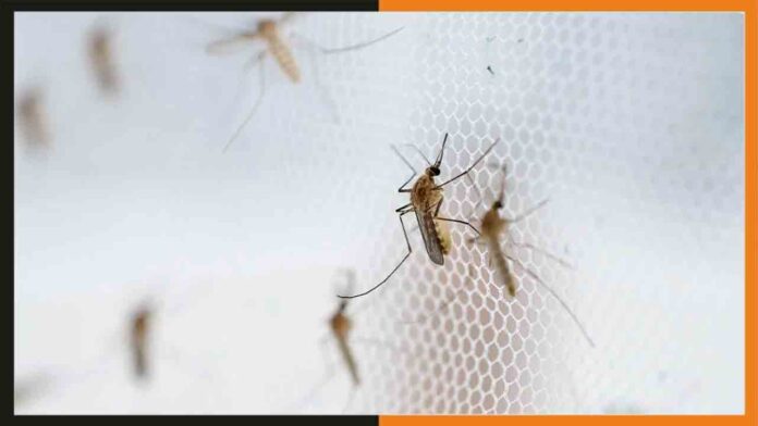 mosquitoes-Prepared