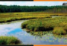 भारत में बढ़ी रामसर साइट्स की संख्या, पांच और वेटलैंड्स को मिली रामसर की मान्यता wetlands