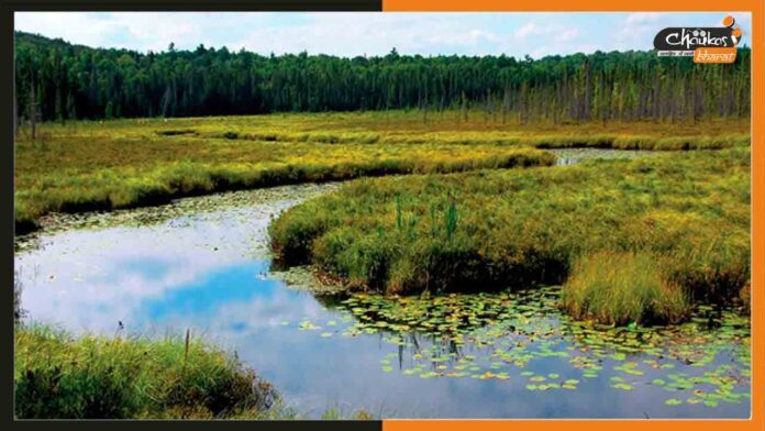 wetlands