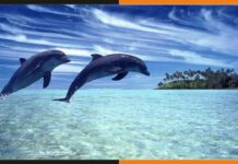 केंद्र के फैसले पर बिहार के तर्ज पर 5 अक्टूबर को मनाया जायेगा डॉल्फिन डे Dolphins