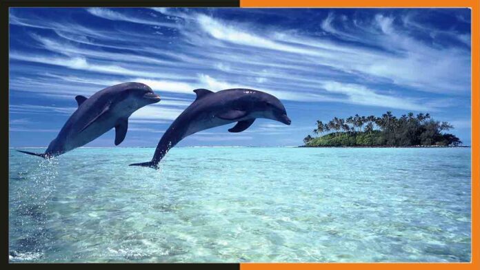 Dolphins