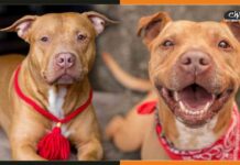 पिटबुल कांड के बाद अब यूपी में नहीं पाल सकेंगे ये 3 डॉग, आदेश होगा जारी Pitbull