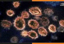 चीन में एक और वायरस ने दी दस्तक, अब तक 35 लोग पाए गए संक्रमित Langya Virus