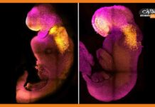 वैज्ञानिकों ने किया कमाल, बनाई दुनिया की पहली सिंथेटिक भ्रूण