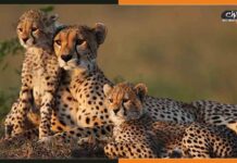 70 साल बाद भारत की धरती पर पड़े चीतों के कदम, पीएम मोदी ने कुनो नेशनल पार्क में छोड़े 8 चीतें Cheetah