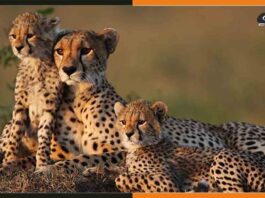 Cheetah
