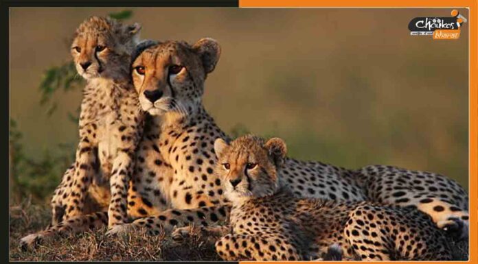 नामीबिया से आये चीतों की निगरानी के लिए केंद्र ने टास्क फोर्स का किया गठन Cheetah