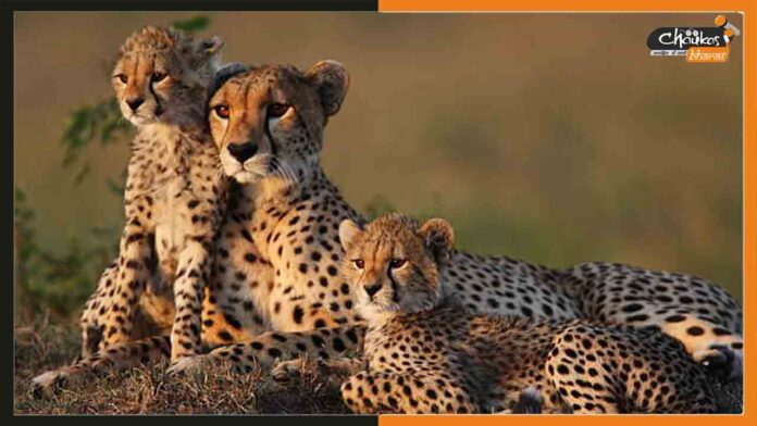 Cheetah