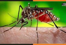 बिहार पर टूटा डेंगू का कहर, तेजस्वी ने की समीक्षा बैठक Dengue