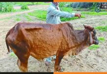 लंपी वायरस से अबतक 377 मवेशी संक्रमित, कई पशुओं की मौत Lumpi-Virus