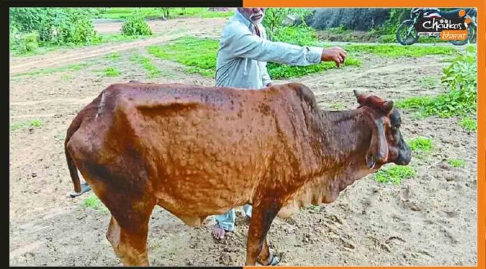 लंपी वायरस से अबतक 377 मवेशी संक्रमित, कई पशुओं की मौत Lumpi-Virus