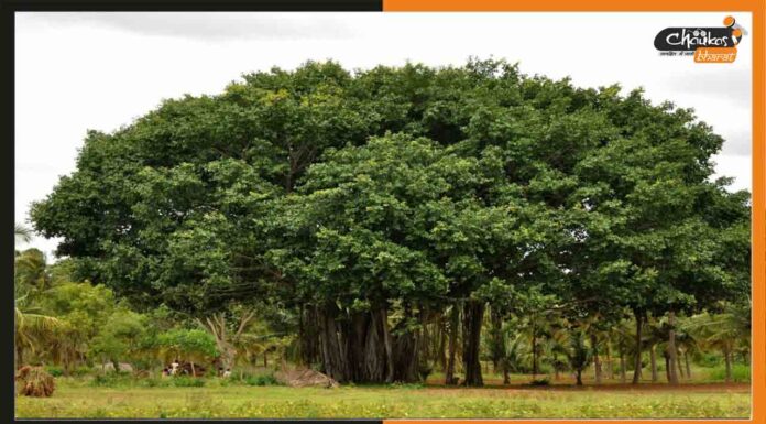 2 करोड़ रुपये से संरक्षित होगा 800 साल पुराना विशाल बरगद का पेड़ bargad-banyan