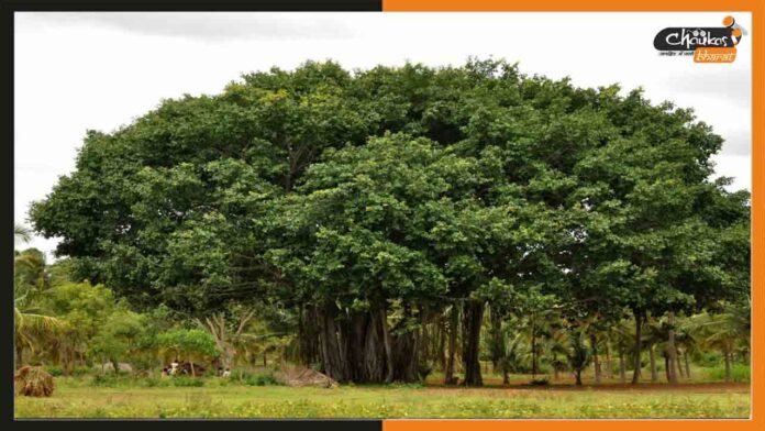 bargad-banyan