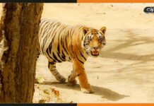 गोपालगंज के दियारा में दिखा बाघ, लोगों में दहशत Tiger