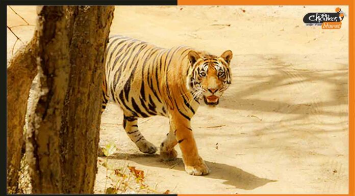 गोपालगंज के दियारा में दिखा बाघ, लोगों में दहशत Tiger