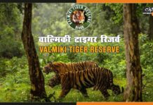 इन सेवाओं के साथ पर्यटकों के लिए खुलने जा रहा वाल्मीकि टाईगर रिजर्व Valmiki-Tiger-Reserve
