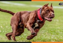 11 नस्ल के कुत्तों पर गुरुग्राम में प्रतिबंध, देखें लिस्ट Dogs