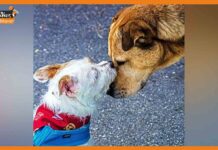 इस शादी सीजन दो पड़ोसी बनेंगे समधी, करवा रहें अपने कुत्तों की शादी Dog's Wedding