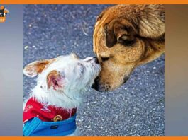Dog's Wedding
