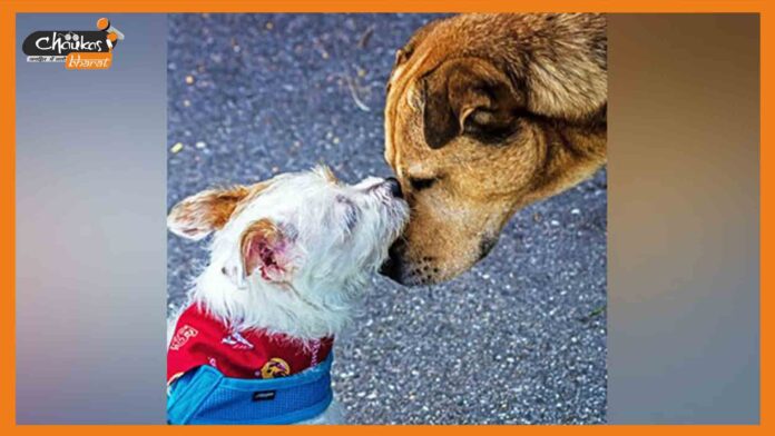 Dog's Wedding