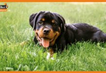 कुत्ते ने काटा तो मालिक को देना होगा जुर्माना, पालतू जानवरों को लेकर जारी हुई नई गाइडलाइन्स dogs