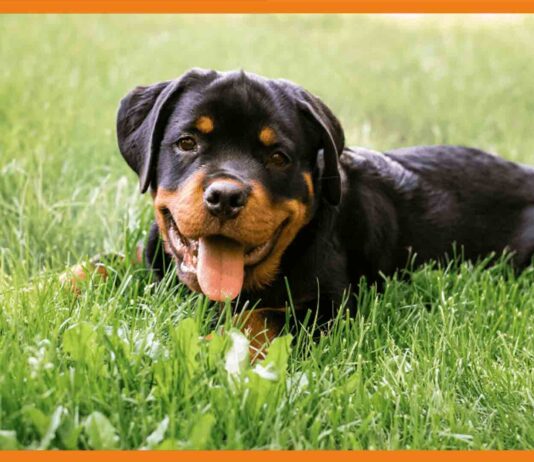 कुत्ते ने काटा तो मालिक को देना होगा जुर्माना, पालतू जानवरों को लेकर जारी हुई नई गाइडलाइन्स dogs