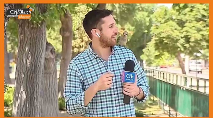 Viral Video: रिपोर्टर करते रह गया लाइव रिपोर्टिंग, तोता ले उड़ा ईयर पॉड parrot stealing earphones