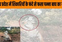 मध्य प्रदेश में शिकारियों के फंदे से फसा पन्ना बाघ का गला मध्य प्रदेश में शिकारियों के फंदे से फसा पन्ना बाघ का गला