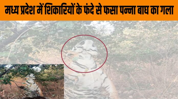 मध्य प्रदेश में शिकारियों के फंदे से फसा पन्ना बाघ का गला मध्य प्रदेश में शिकारियों के फंदे से फसा पन्ना बाघ का गला