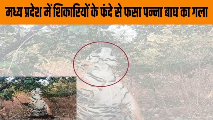 मध्य प्रदेश में शिकारियों के फंदे से फसा पन्ना बाघ का गला