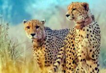 कूनो नेशनल पार्क में 3 दिन के अंदर चीता की दूसरी मौत, अब तक 8वीं मौत