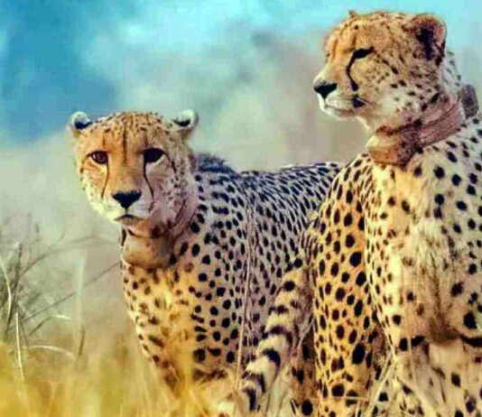 कूनो नेशनल पार्क में 3 दिन के अंदर चीता की दूसरी मौत, अब तक 8वीं मौत