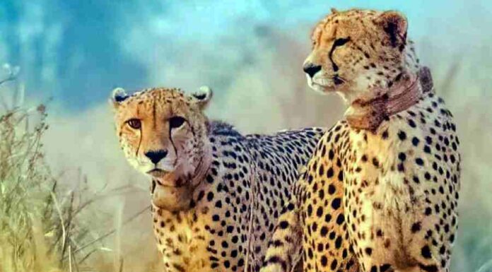 कूनो नेशनल पार्क में 3 दिन के अंदर चीता की दूसरी मौत, अब तक 8वीं मौत